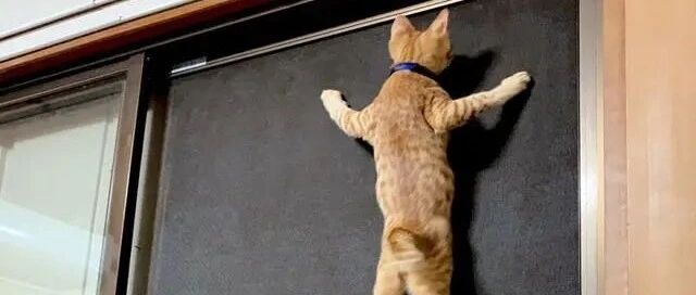家里纱窗上出现超狂忍者喵！猫妹也有样学样，网笑：养到壁虎？