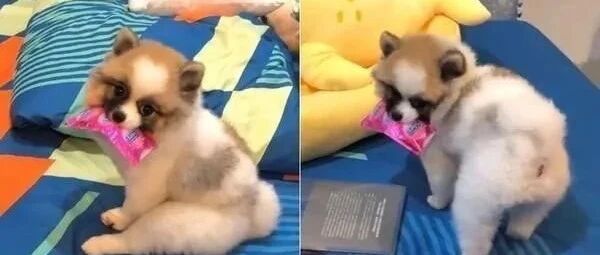 博美犬枕头下找出安全套紧咬不放，最后就连女主人也拿它没辙......