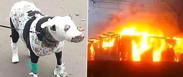 怀孕狗狗冲进火场救出4人，接下来发生的事令人泪崩！