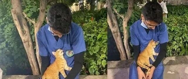 男护士连续20天工作12小时，流浪猫一个动作让他瞬间疗愈身心！