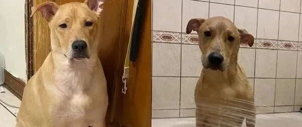 狗狗天生内建丰富表情包，极致的反差萌经常让家人笑喷！