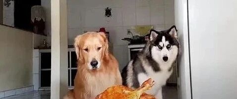 主人端出一盘烤鸡测试哈士奇和黄金猎犬的忍耐力，结局亮了！