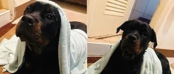 洛威拿洗完澡意外失控，一直在地上疯狂打滚，得知原因后妈妈超傻眼......