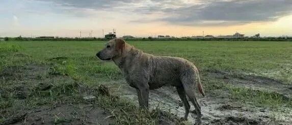 拉布拉多在泥巴堆里翻滚，主人看到后不生气，反而......