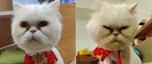 波斯猫3年没洗澡，剪完毛发得到一只焕然一新的主子！