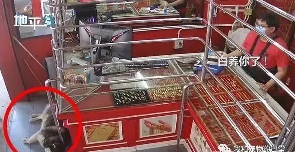 店内闯入歹徒，哈士奇却躺在一旁装死，网友：二哈生存技能满分！