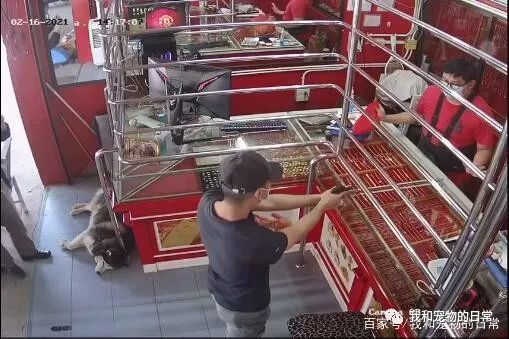 店内闯入歹徒,哈士奇却躺在一旁装死,网友:二哈生存技能满分!-微信头条网 店内闯入歹徒,哈士奇却躺在一旁装死,网友:二哈生存技能满分!