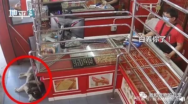 店内闯入歹徒,哈士奇却躺在一旁装死,网友:二哈生存技能满分!-微信头条网 店内闯入歹徒,哈士奇却躺在一旁装死,网友:二哈生存技能满分!