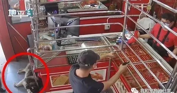 店内闯入歹徒，哈士奇却躺在一旁装死，网友：二哈生存技能满分！