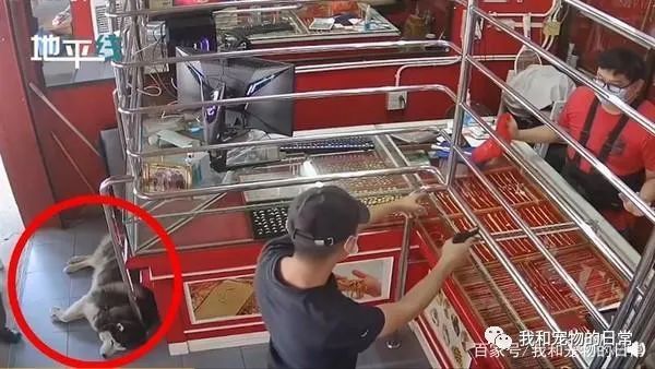 店内闯入歹徒,哈士奇却躺在一旁装死,网友:二哈生存技能满分!-微信头条网 店内闯入歹徒,哈士奇却躺在一旁装死,网友:二哈生存技能满分!