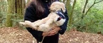 带着毛孩一起去爬山，结果却累到没力，被公主抱1个小时！