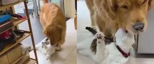阿金眼神死咬着猫头拖进屋，本以为猫咪被欺负，结局反转笑翻无数人！