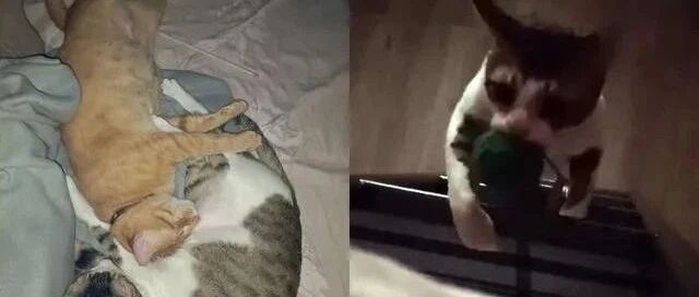 黑夜中双层床楼梯突然传出诡异上楼声，让女子半夜惊醒!