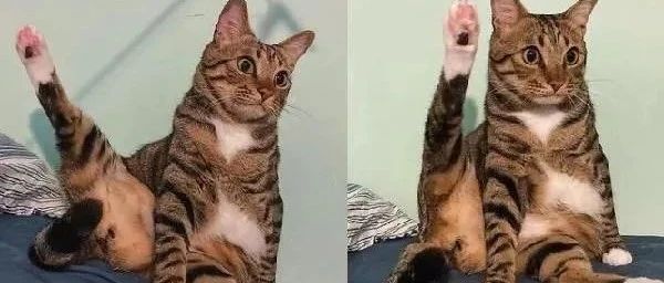 猫咪用身体完美呈现各种角度，网友：这是瑜伽大师!