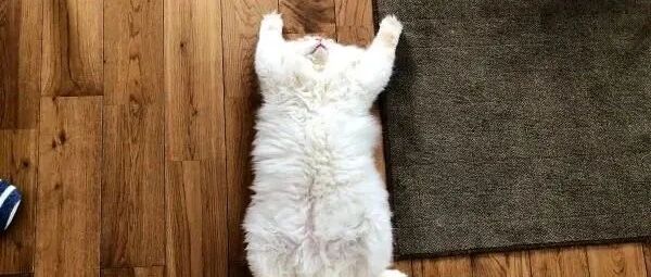 饲主在自家地板上惊见长毛抹布，网友看了笑歪：快抓起来吸爆！
