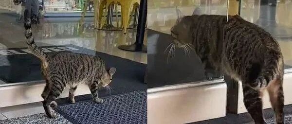 虎斑猫想逛商店险被门夹扁，好在被暖男伸手救到！