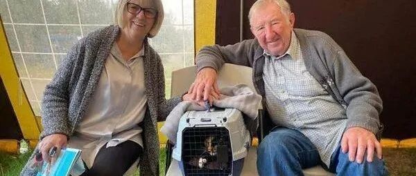 三花猫遭车子辗过带伤躲16天，摘眼球后奇迹存活找到幸福！