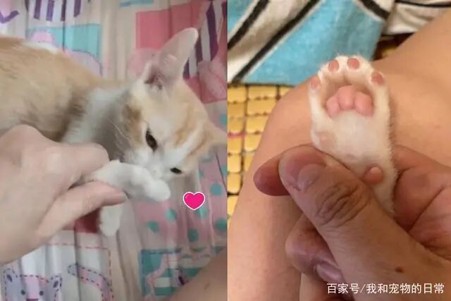 小橘猫想睡觉时就会吸肉球 看着这画面真的好疗愈啊 柠檬资讯
