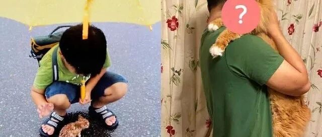 小猫在10年大雨中相识男孩，10年后的对比照感动万名网友！