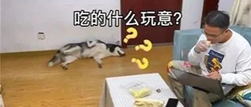 看到饲主在吃东西，二哈好奇上前尝鲜，结果靠近后的反应让人笑翻