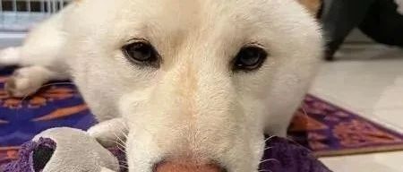 柴犬跳床失败扭腰惨摔，结果它起来的第一件事就是..