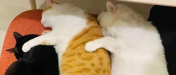 爱猫5年前与现今对比差很多，妈妈笑喊：橘猫无上限！