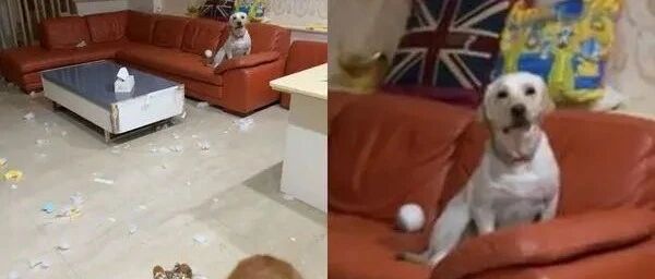 回到家发现客厅布满雪花，拆家凶手的一个举动让妈妈气炸：差点中风！