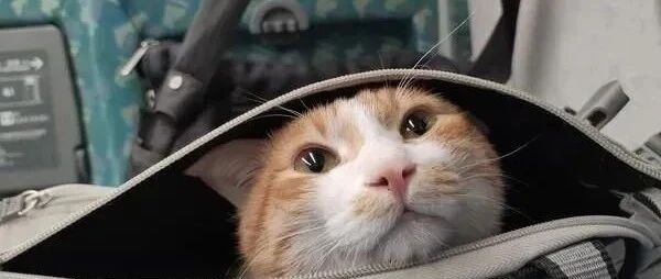 高铁到站，下车前行李蹦出一只橘白猫头，这样的无辜脸庞让人招架不住！