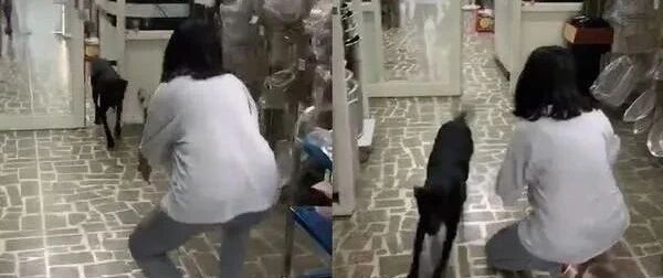 外出游玩5天没带汪汪，回家张大手讨抱，狗狗做出的反应让她直呼心碎！