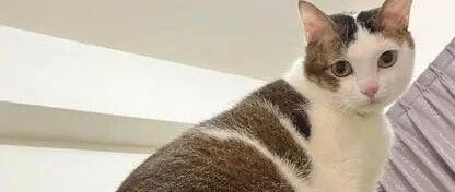 饲主晚上一直做恶梦还胸闷，监视器画面曝光让人又气又好笑！