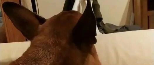 这就是幸福肥的证据，狗狗这个后脑勺亮了！