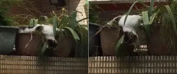 有时候真的会被街猫的睡姿吓到，这睡相也太高超了！