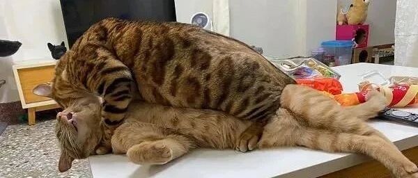 莫名其妙被闪到!客厅撞见爱猫恩爱，妈傻眼直呼：2只都公的呀..