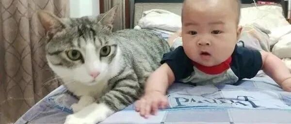 早产婴养白又胖，友人到家里一看直呼：原来你家的猫发育得更好!