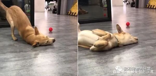 初见小黄瓜 狗狗执行30分钟餐前仪式 妈看傻 你到底吃不吃 萌宠 训练养宠技巧 宠物用品 微信头条新闻公众号文章收集网