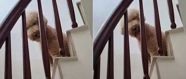 晚上12点回家，贵宾犬坐在楼梯口对她笑，这张脸一看就不单纯！
