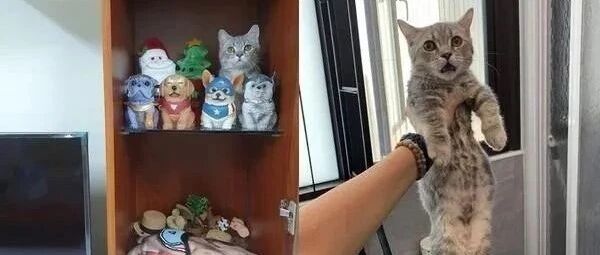 回家不见喵影，让人十分困惑，最后发现柜子上有亮点！