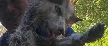 二哈永远不会让人失望，这副悽惨模样让人不敢直视！