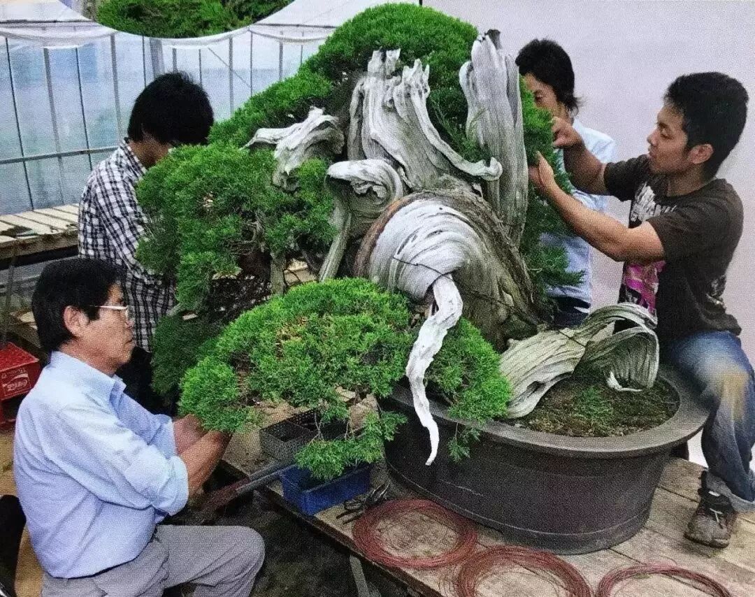 事園有約 品鑑漂洋過海而來的日本盆景 聆聽大師分享bonsai藝術 事園 微文庫