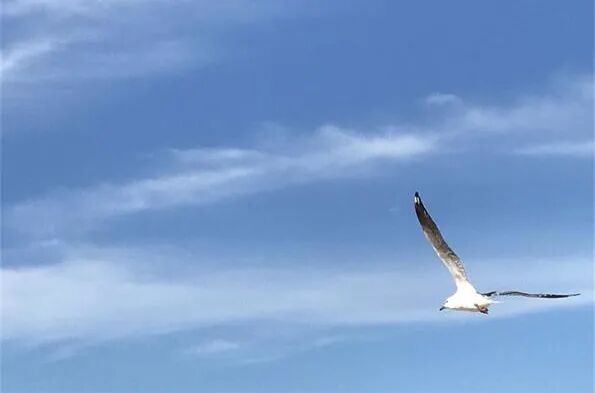 西太银行考虑剥离新西兰业务 百亿澳元业务去向未明 - 1