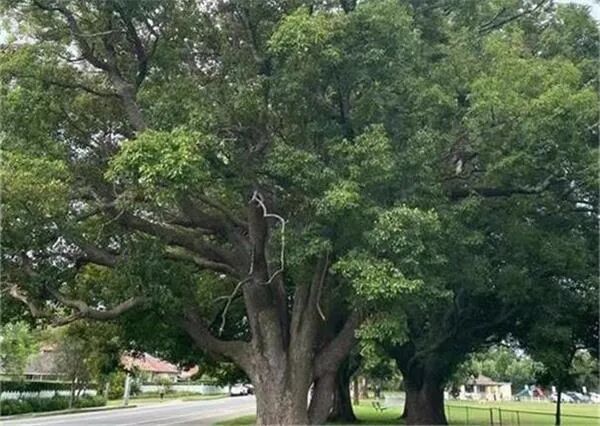 CEDA：未来数十年澳老年护理行业技工短缺 行业人才储备需未雨绸缪 - 1