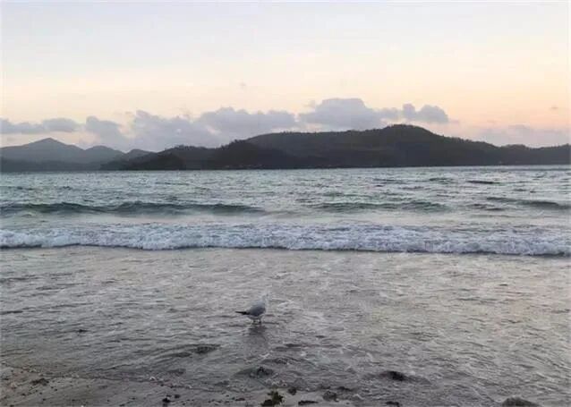 South32欲放弃Eagle Downs开发 中澳合作煤矿项目遭遇挑战 - 1