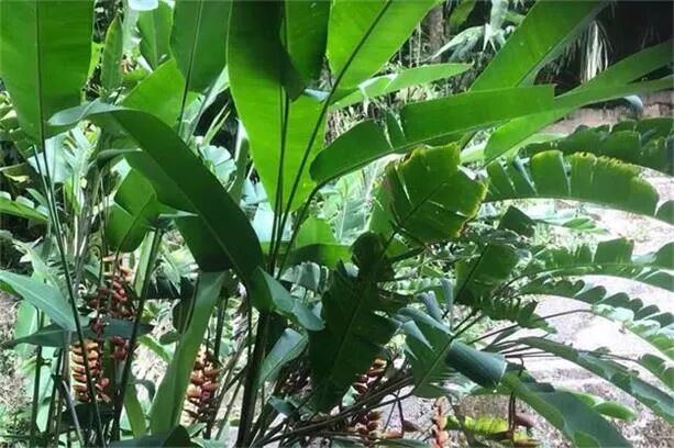 戴若·顾比：中国应如何改善食品安全？ - 1