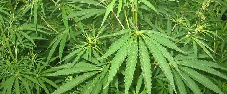 大麻股THC高管大换血 新任临时董事局主席为华裔 - 2