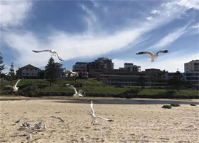 澳洲名校表现呈下降趋势 恢复需要三至五年时间 - 1