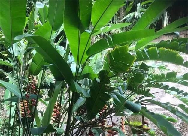 对抗新冠疫情打击 澳洲6个月减税70亿澳元 - 1