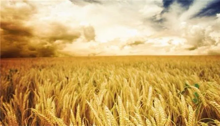 因检测出检疫性有害生物 中国加强对澳进口小麦检疫工作 - 1
