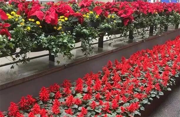 Neuren研究项目获FDA批准 股价一年上涨近两倍 - 1