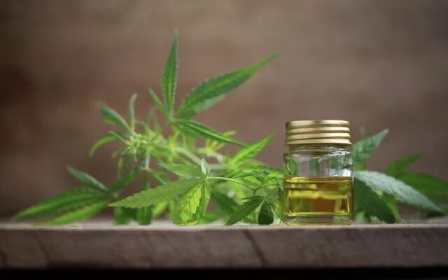 THC拓建大麻种植基地 抓住机遇丰富产品组合 - 1