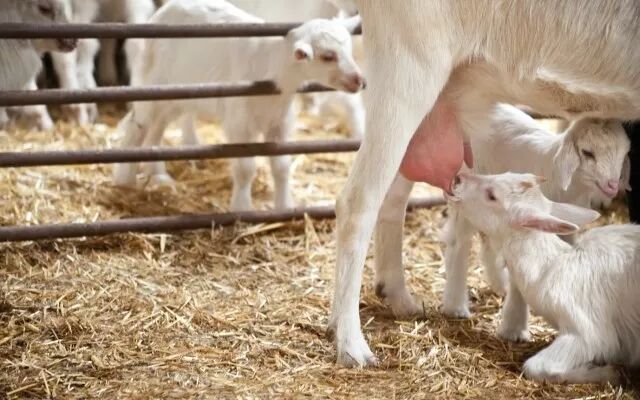 澳股行情|婴儿山羊奶粉公司Nuchev登陆ASX 首日股价暴涨 - 1